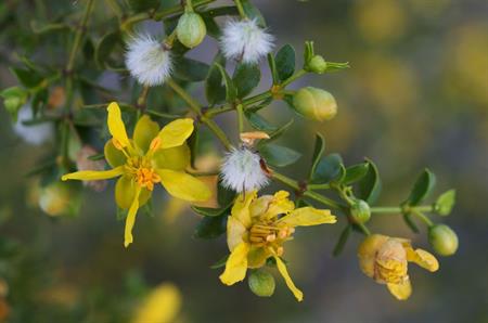 Flowers on a blooming creosote bush, found to produce anti-parasitic compounds. (Image courtesy of Wikipedia)
