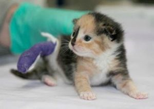 Sophia was born with the umbilical cord around her hind leg that damaged its development, requiring amputation. 
