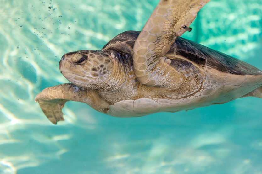 An endangered Eastern Pacific sea turtle.