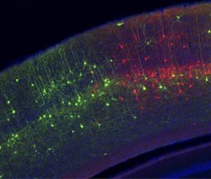 Nerve cells in the mouse brain that have­­­­­­ been labeled with a modified rabies virus and fluorescent proteins. (Image credit: Marina Garrett)