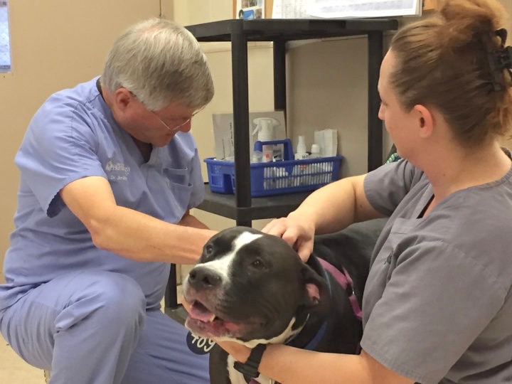 Dr. Jim Babbitt, D.V.M. and Shannon Blakeman examine a shelter dog.