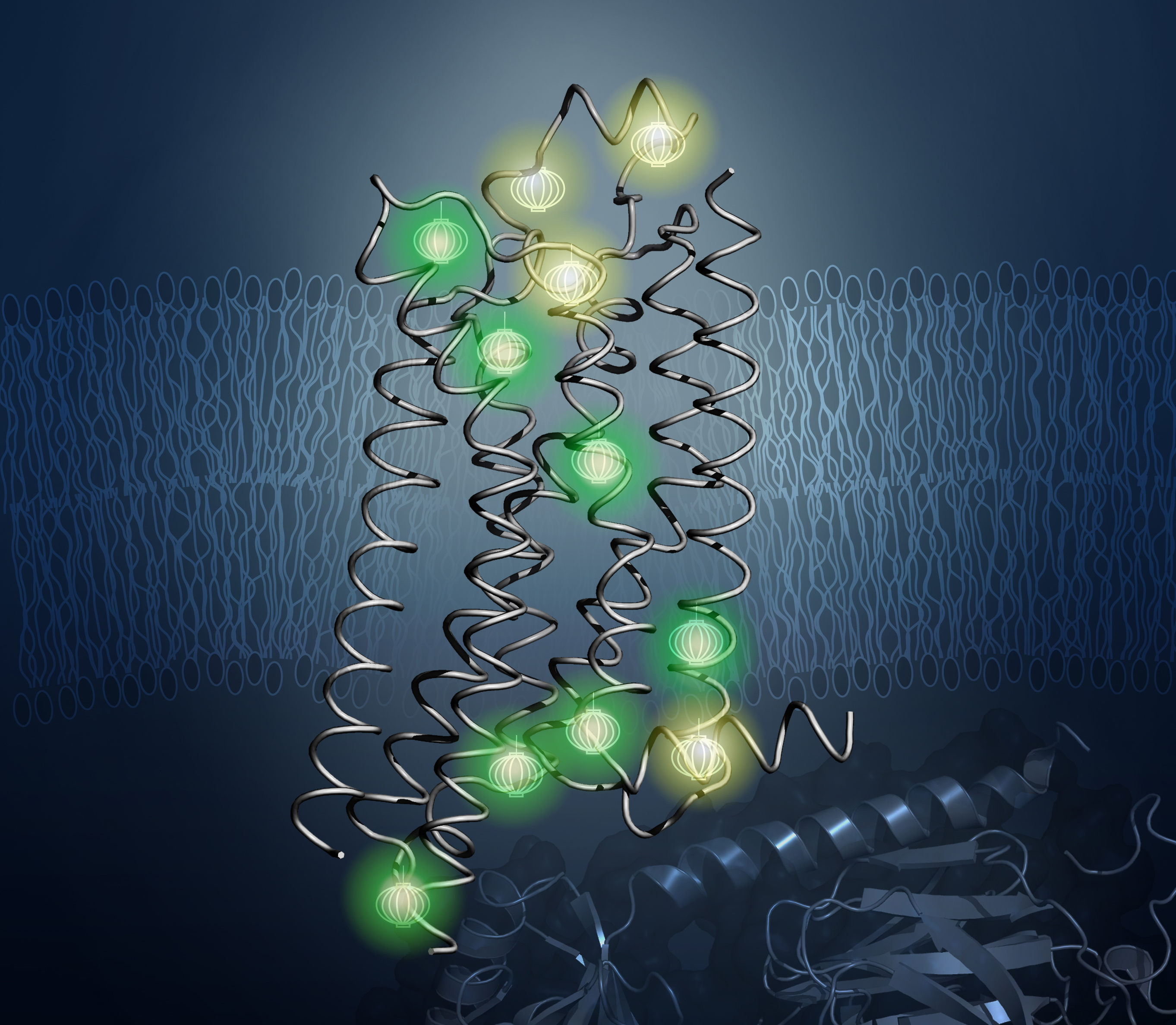 Probes (shown glowing here) revealed the inner architecture of the protein A2aAR in the new study. (Image courtesy Matthew Eddy and Kurt Wüthrich)