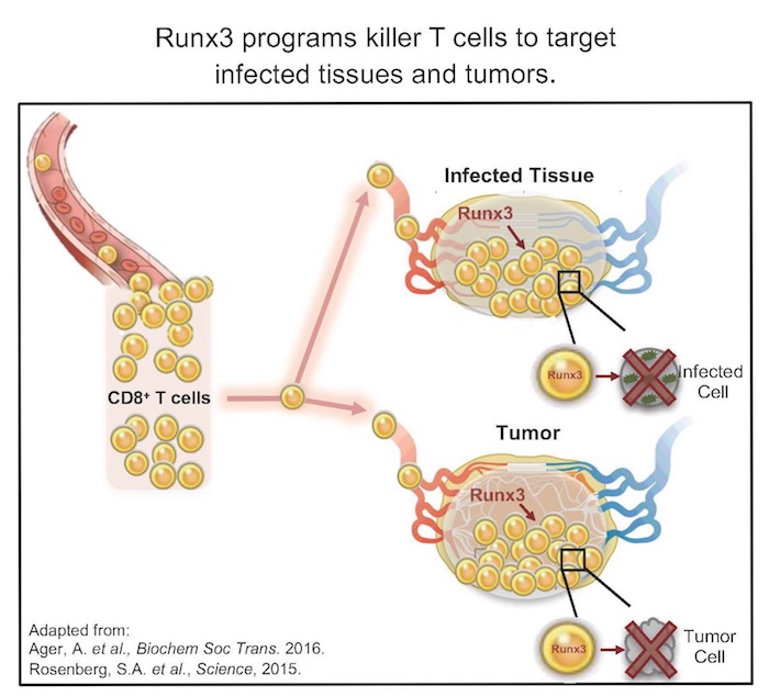 The protein Runx3 programs killer T cells to target infected tissues and tumors.