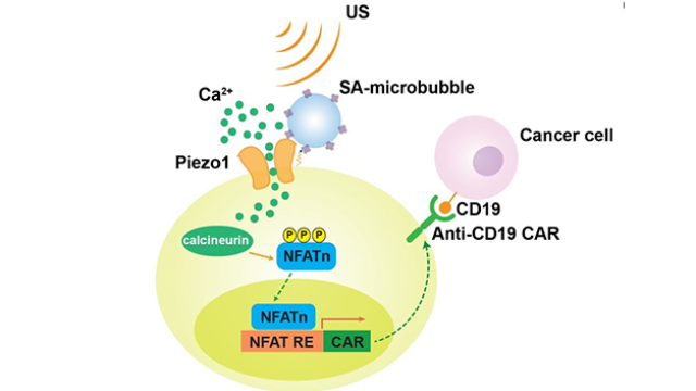 A schematic drawing of ultrasound-induced cell activation and gene expression. (Credit: UC San Diego)