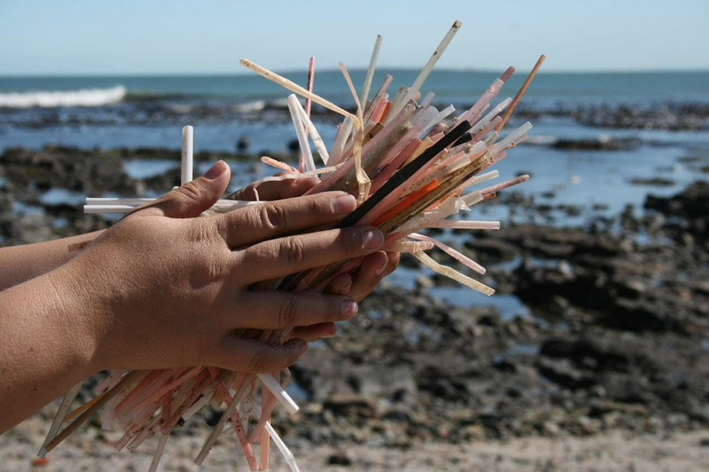 A view of the plastic disposable straws that currently clog our oceans at a rate of 500 million per day in the U.S. (Photo: Karen Lockhart / Two Oceans Aquarium)