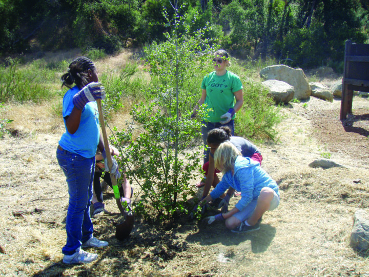 Tree planting