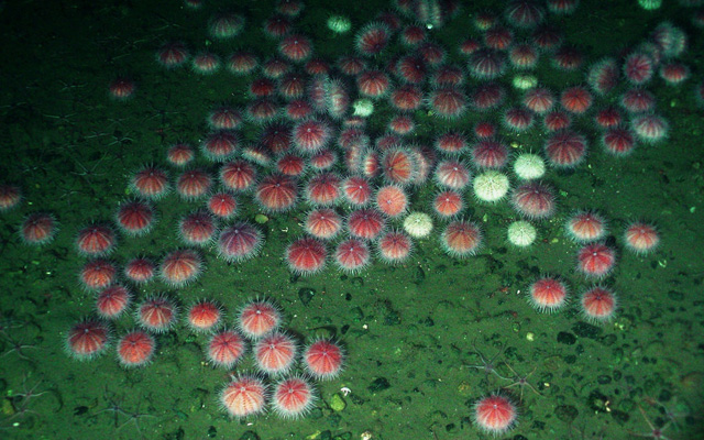 Pink sea urchins on the seafloor. (Credit: NOAA/Ed Bowlby)