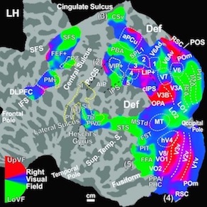 Surface-based brain atlas