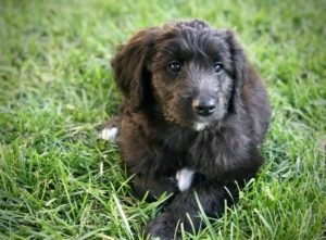 Cali Brown, Deputy First Dog