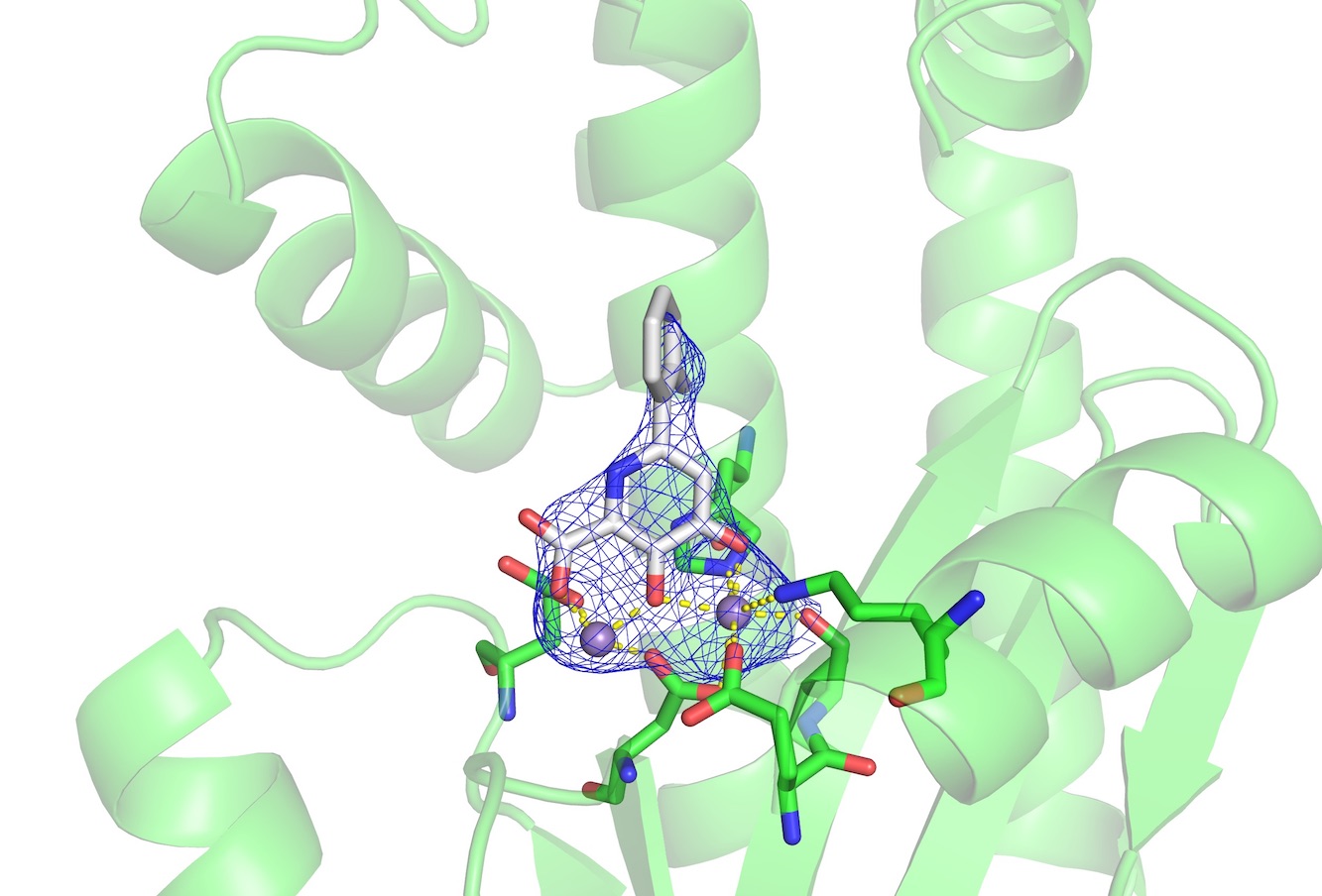 A new antiviral drug inhibits replication of influenza’s genome by binding to manganese ions (purple spheres). (Image by Christine Morrison)