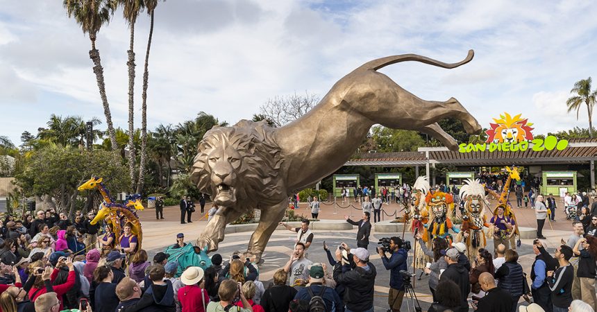 Rex the lion (Photo courtesy of the San Diego Zoo)