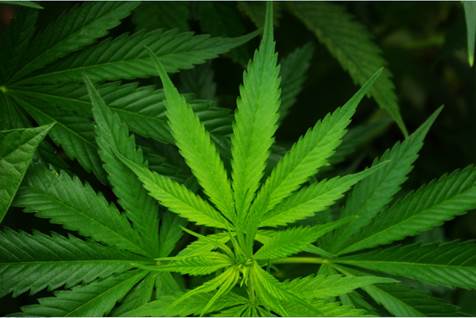 Cannabis plant. (UC San Diego)