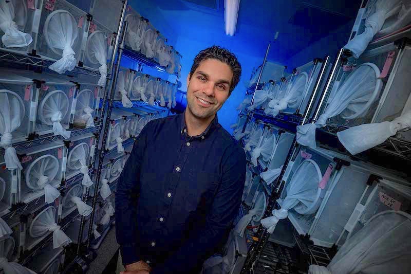 New UC San Diego molecular biologist Omar Akbari stands in his laboratory among hundreds of mosquito cages. (Photo by Erik Jepsen/UC San Diego Publications)