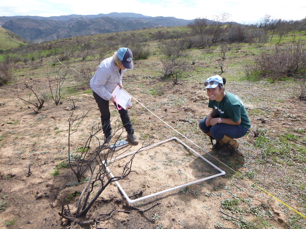 Dr. Sarah Kimball, left, and Priscilla Ta of the UCI Center for Environmental Biology working in the Baker Canyon area of the Santa Ana mountains as part of the center’s study on the resilience of plant communities in Orange County.
