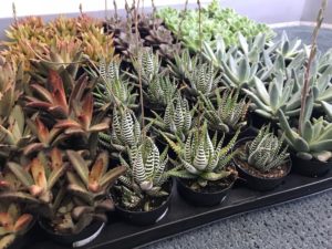 Succulents will be given out free to participants.