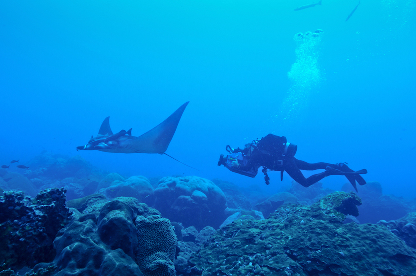 A juvenile manta swims at Flower Garden Banks National Marine Sanctuary. (Photo: G.P. Schmahl / Flower Garden Banks National Marine Sanctuary)