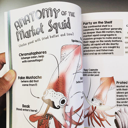 Anatomy of the Market Squid (Courtesy of UC San Diego)