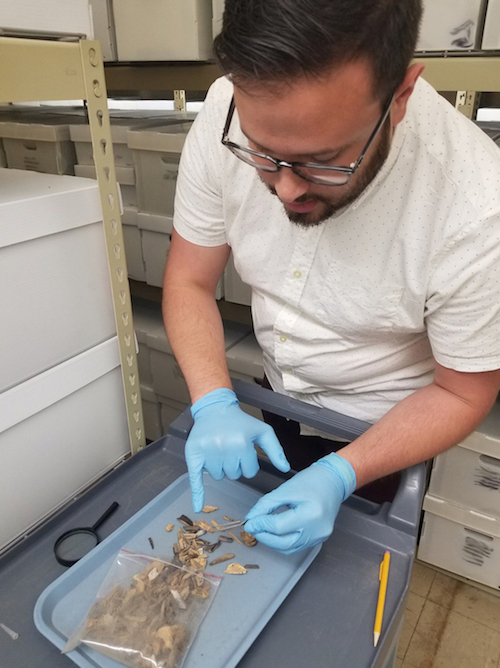 Michael Walters, a UC Davis osteologist, shows how he sorts through animal bones from archeological digs to find any human bones that have beeh misclassified. (Photo by Felicia Mello for CALmatters)