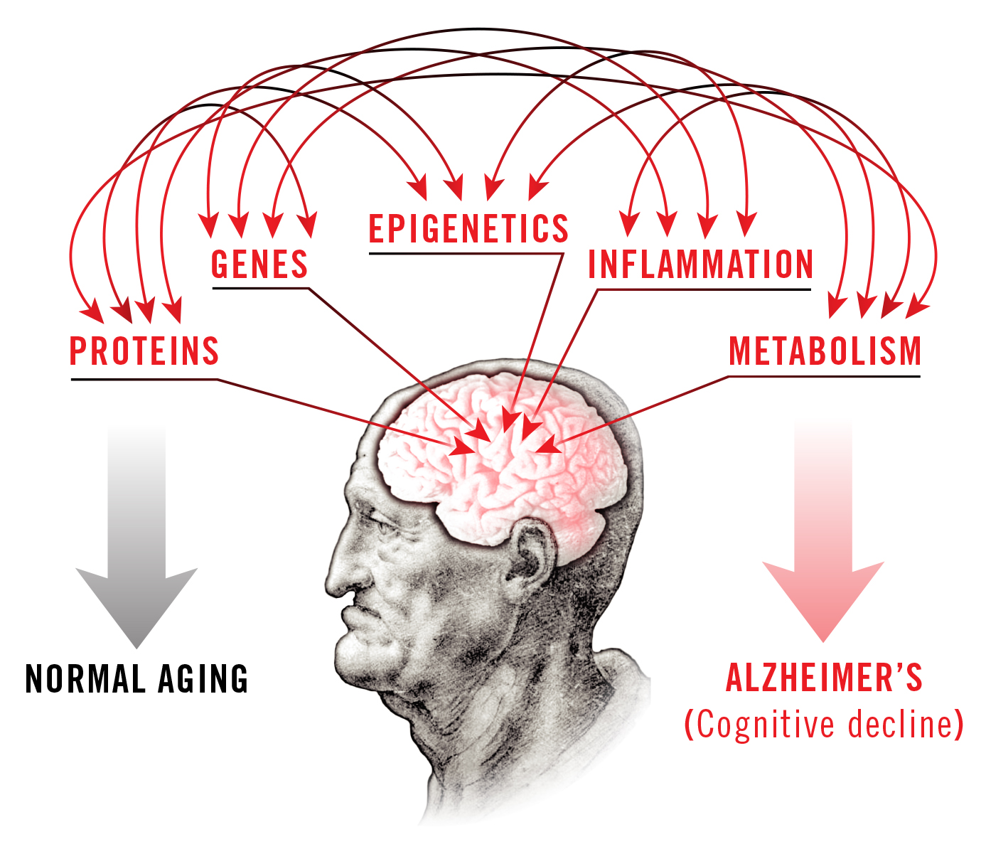 This image represents how the Salk research effort will comprehensively analyze interactions between five areas key to brain health: proteins, genes, metabolism, inflammation and epigenetics. (Credit: Salk Institute)