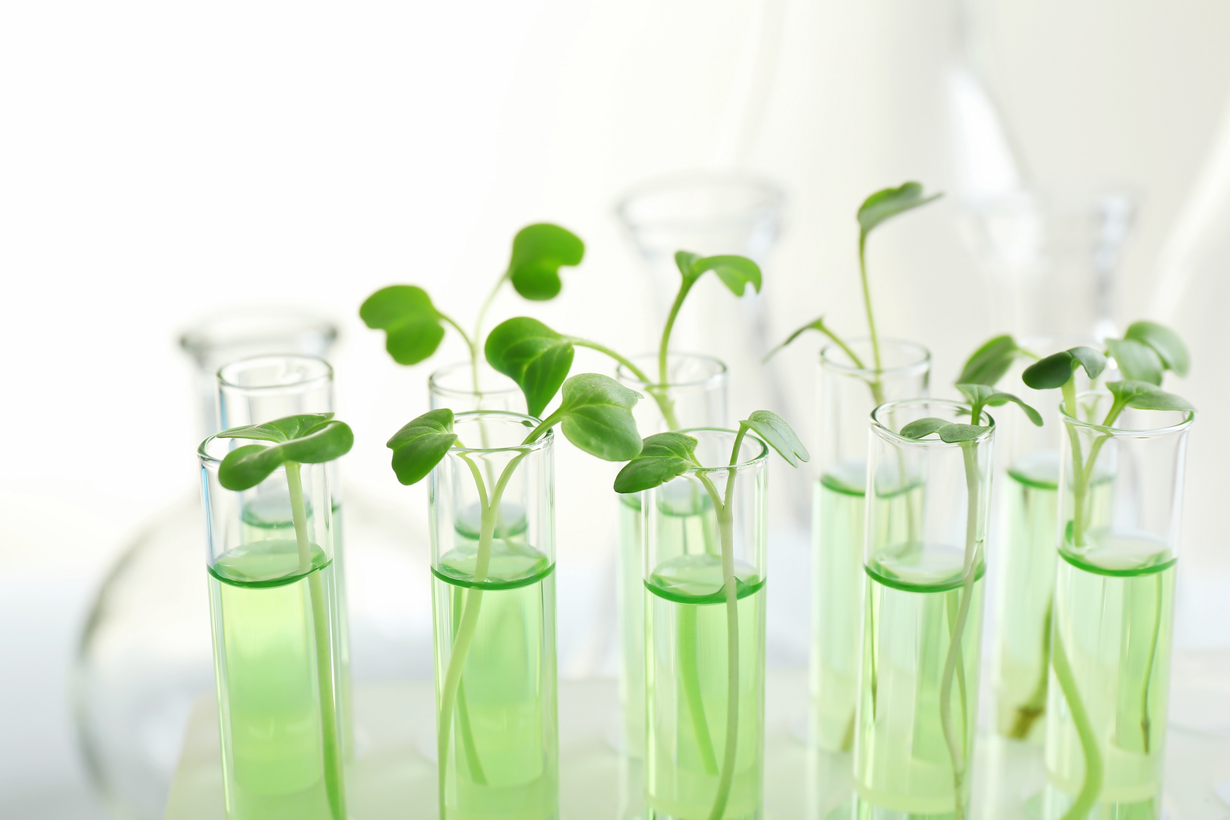 Водоросли в пробирке. Растения в пробирках. Клонирование растений. In vitro растения. Биотехнология растений.