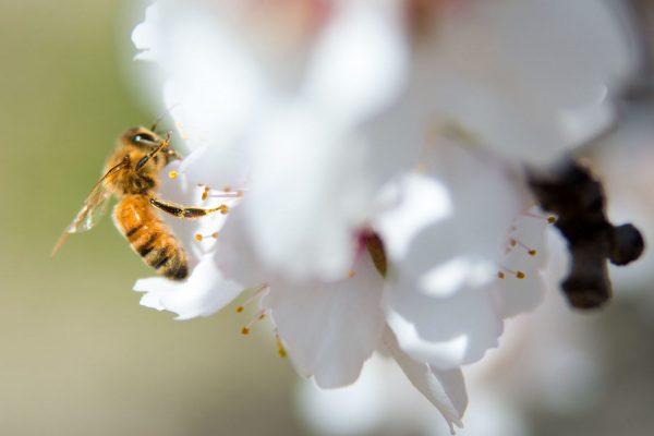 A bee pollinates a blossom in an almond orchard in McFarland. (CALmatters photo)