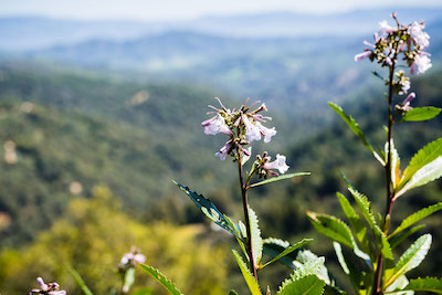 Yerba santa (Eriodictyon californicum) in bloom, Uvas Canyon County Park, Santa Clara County, Calif. (Credit: Sundry Photography/Shutterstock)