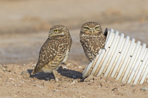 Burrowing Owl 