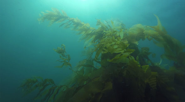 California Kelp