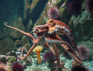 Giant Pacific Octopus 