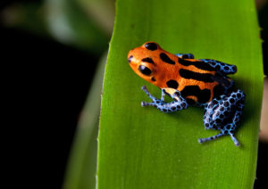 Poison dart frog