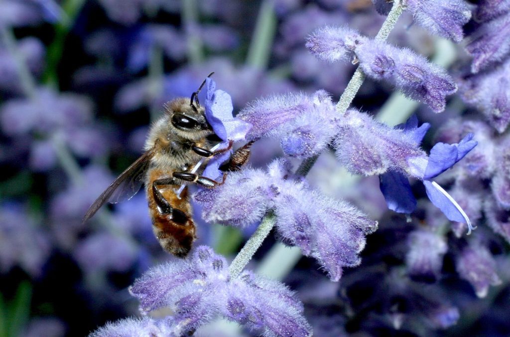 A honey bee foraging on a flower. (Credit: Heather Broccard-Bell)