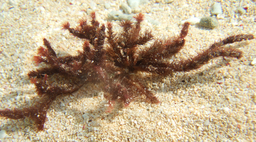 The seaweed Digenea simplex on the beach. Photo credit: Dr. Toshiaki Teruya from the University of Ryukyus, Japan