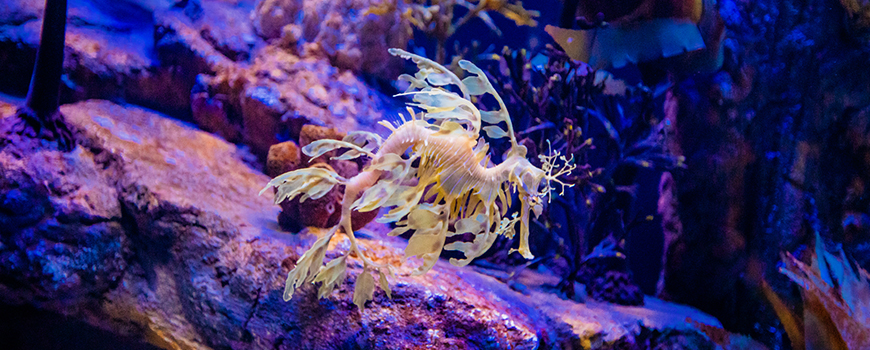 Seadragons & Seahorses is the largest indoor aquarium addition since the aquarium’s opening in 1992 and is home to Weedy and Leafy Seadragons, as well as several species of seahorses and pipefish. 