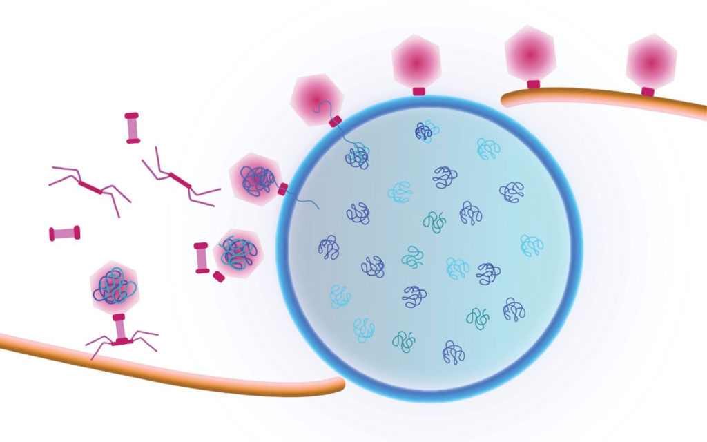 Cartoon showing a viral replication factory assembled by some jumbo viruses. Viral DNA replicates inside the nucleus (blue shell). Viral capsids travel to the nucleus along a treadmilling filament. Capsids dock on the nucleus in order to package viral DNA. (Credit: Pogliano/Villa Labs, UC San Diego, 2019)