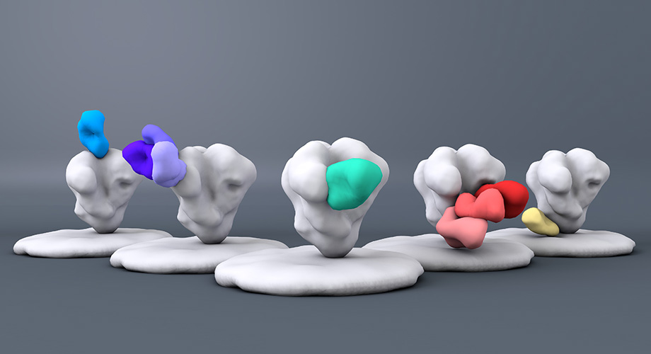 This computer-generated graphic depicts immune system proteins called broadly neutralizing antibodies binding to different regions on the HIV Envelope protein on the surface of the virus (white). Antibody binding to the Envelope protein prevents the virus entering host cells and causing infection. (Illustration courtesy of Scripps Research Institute)