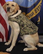 U.S. Navy, facility dog, LC, poses for her official command portrait at Naval Medical Center San Diego, July 26, 2019. (U.S. Navy photo by Mass Communication Specialist 3rd Class Cameron Pinske)