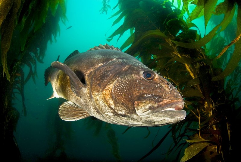 A giant sea bass captured swimming through one of San Diego's kelp forests. (Octavio Aburto/iLCP)