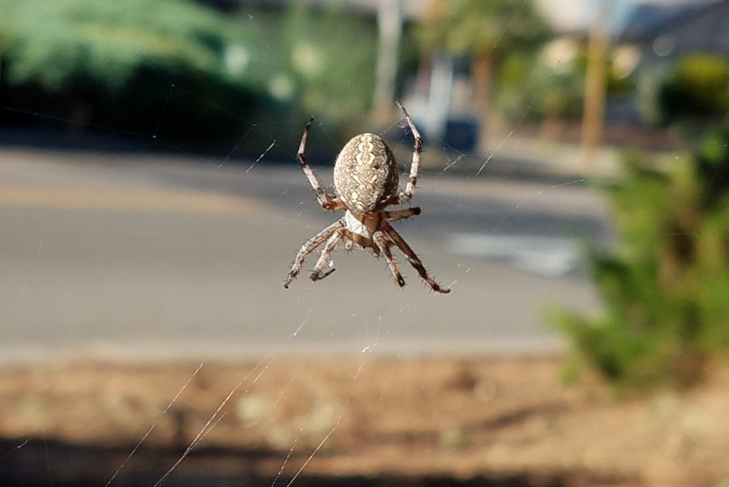 Orb Weaver Spider