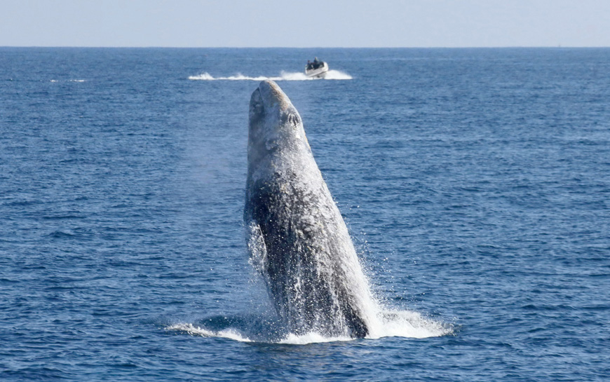 A gray whale breaching. (Photo: Alisa Schulman-Janiger)