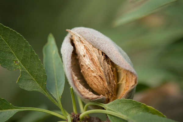 An almond