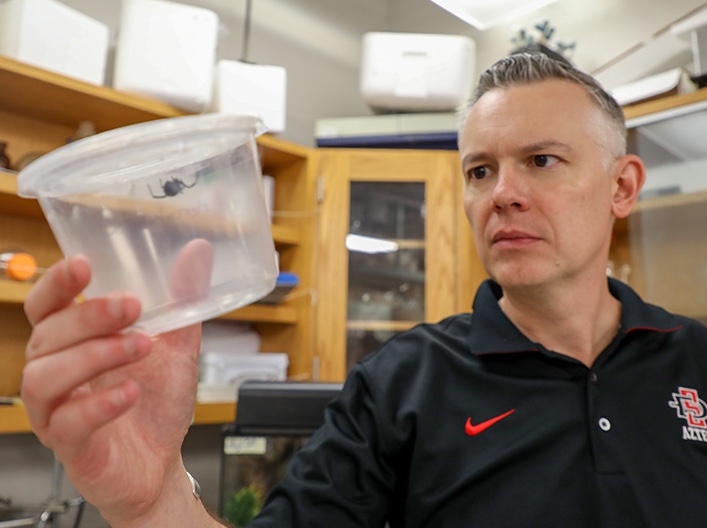SDSU associate professor of analytical chemistry Gregory Holland holds a Black Widow spider (From a video by Scott Hargrove/SDSU)