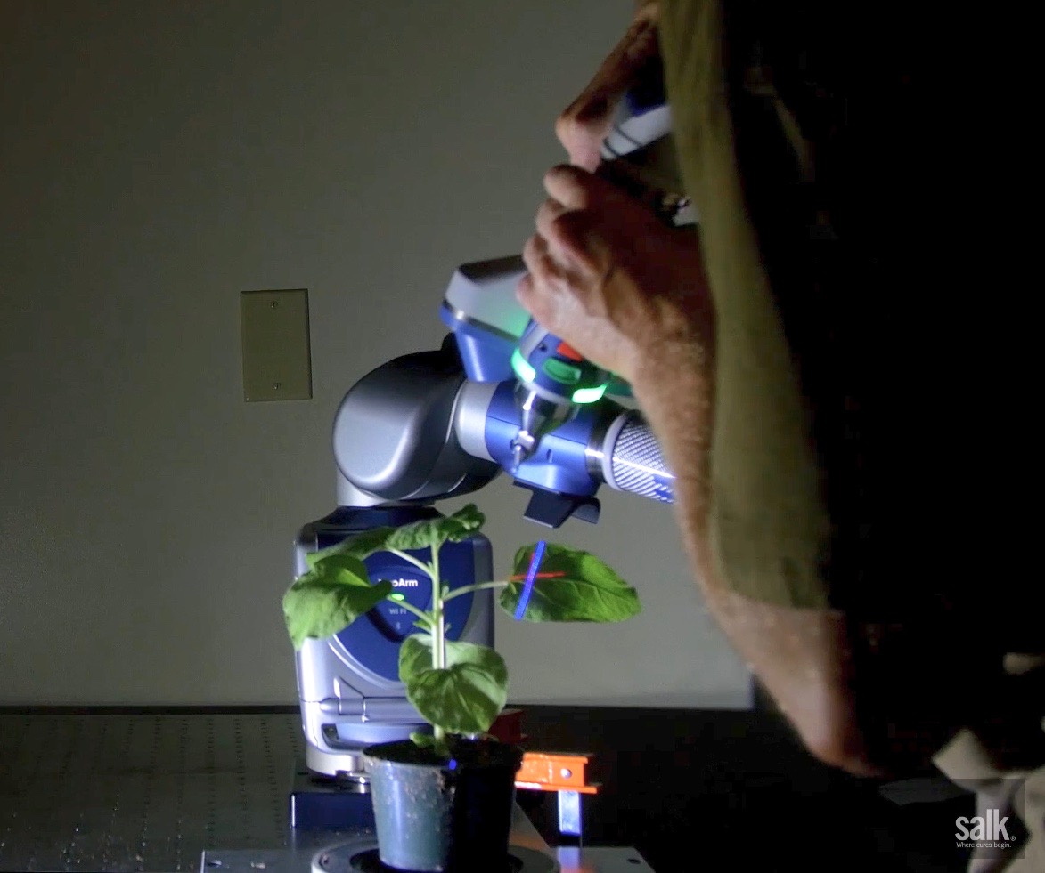 A Salk technician 3D scanning a plant. (Credit: Salk Institute)