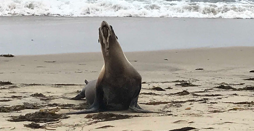A sea lion suffering from domoic acid poisoning. Photo: (Peter Wallerstein/ Marine Animal Rescue)