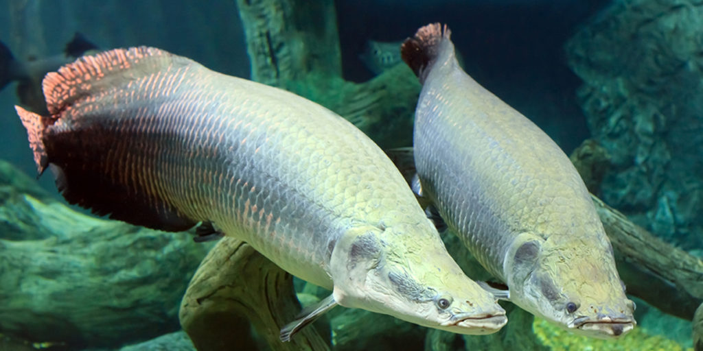 Arapaima gigas. (Image by iStock.com/kurga)