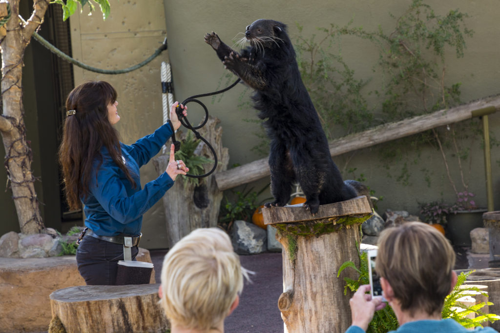 Animal ambassador, 8-year-old male binturong Khi, and his trainer, Maureen Duryee, perform natural behavior demonstrations for San Diego Zoo guests during an Animals in Action tour. (Credit San Diego Zoo Global)