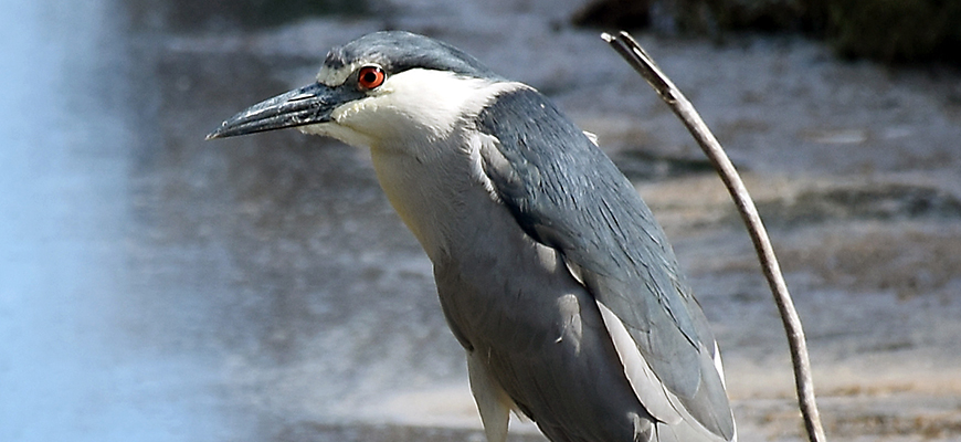 Birds like this black-crowned Night Heron were studied to understand their parasite load. (Photo: Andrew Turner/Ryan Hechinger)