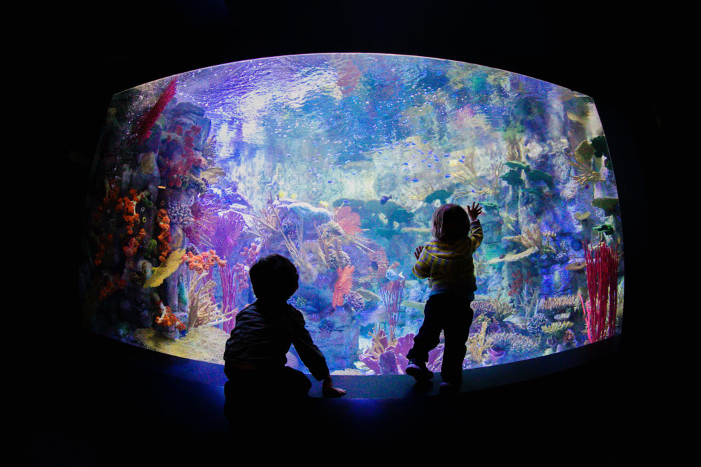Birch Aquarium participates in San Diego Museum Month.