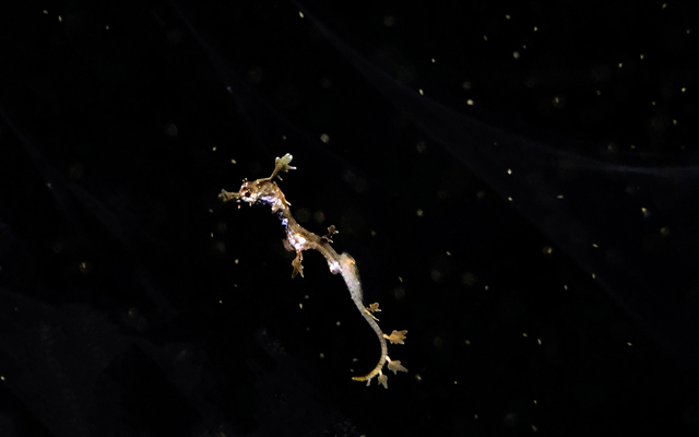 One of two newly hatched Weedy Seadragons at Birch Aquarium at Scripps. The babies are under an inch long. (Photo: Birch Aquarium at Scripps)