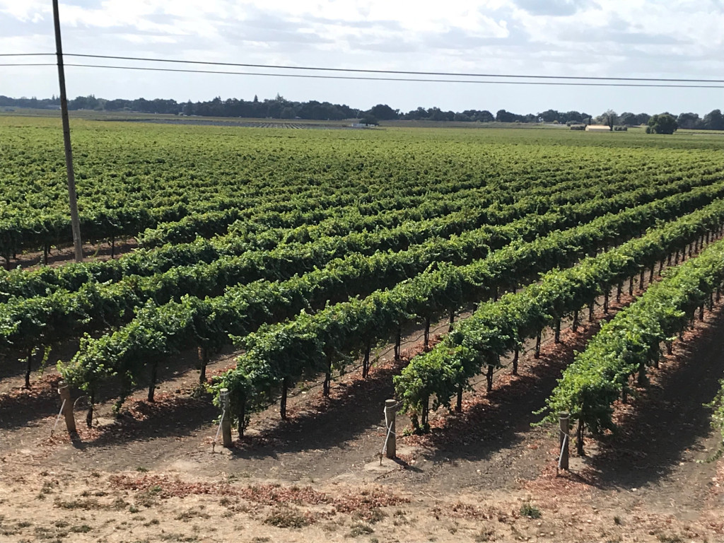 Grape vineyard in Northern California