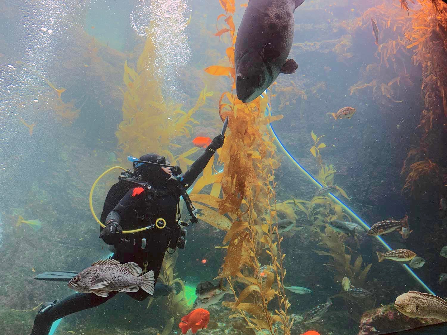 Feeding time at Birch Aquarium. (Photo courtesy of Scripps Institution of Oceanography)